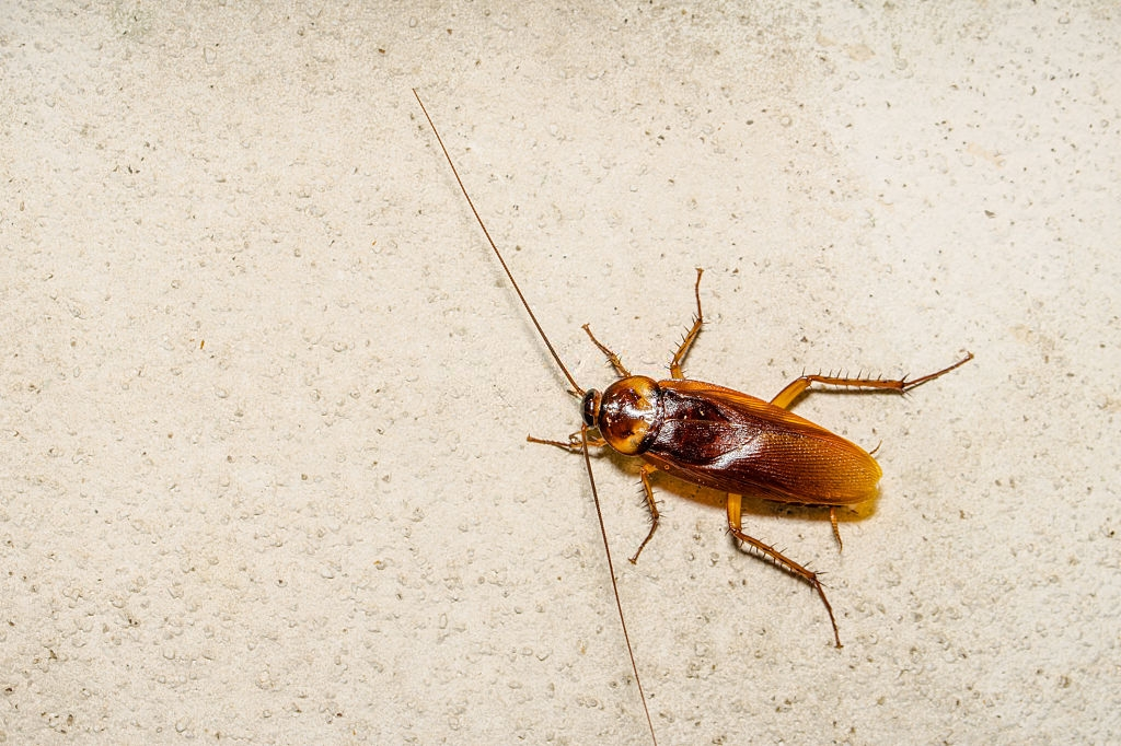 Cockroach Control, Pest Control in Dulwich, SE21. Call Now 020 8166 9746
