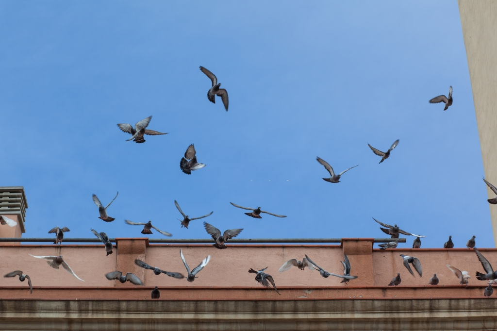 Pigeon Pest, Pest Control in Dulwich, SE21. Call Now 020 8166 9746