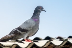 Pigeon Pest, Pest Control in Dulwich, SE21. Call Now 020 8166 9746