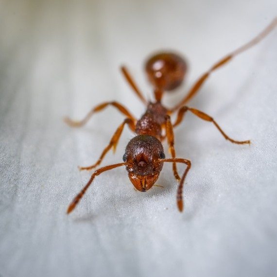 Field Ants, Pest Control in Dulwich, SE21. Call Now! 020 8166 9746