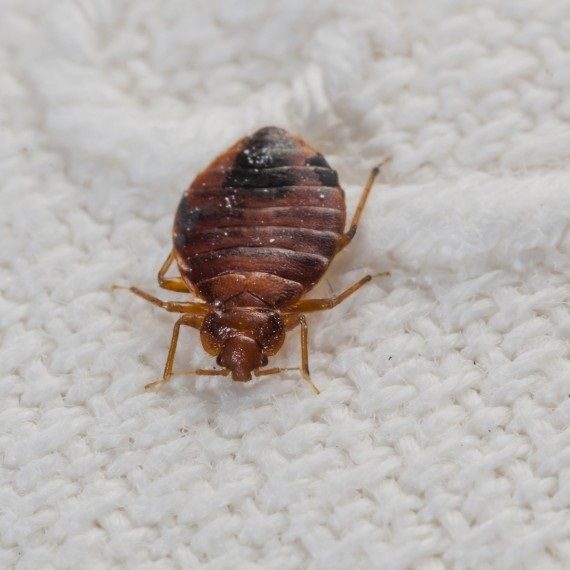 Bed Bugs, Pest Control in Dulwich, SE21. Call Now! 020 8166 9746