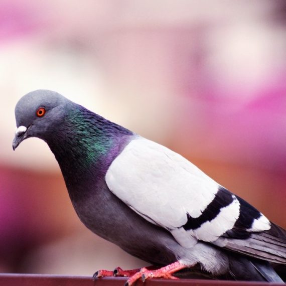 Birds, Pest Control in Dulwich, SE21. Call Now! 020 8166 9746