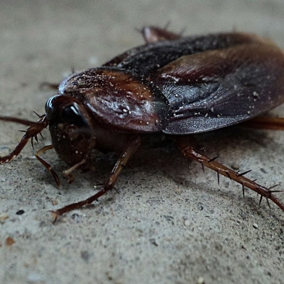 Cockroaches, Pest Control in Dulwich, SE21. Call Now! 020 8166 9746