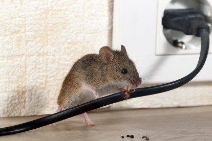 Pest Control in Dulwich, SE21. Call Now! 020 8166 9746