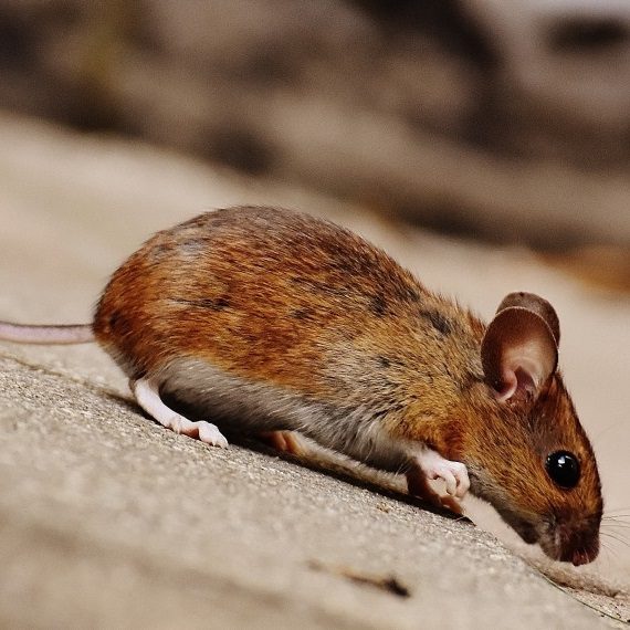 Mice, Pest Control in Dulwich, SE21. Call Now! 020 8166 9746