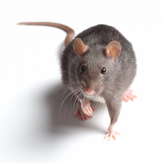 Rats, Pest Control in Dulwich, SE21. Call Now! 020 8166 9746