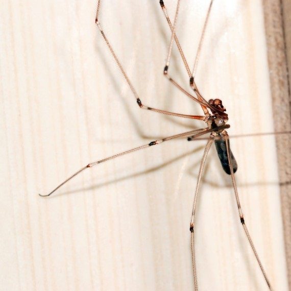 Spiders, Pest Control in Dulwich, SE21. Call Now! 020 8166 9746