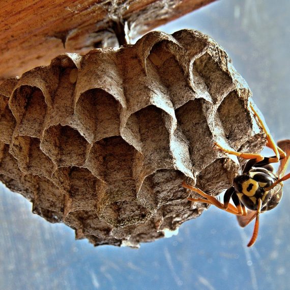 Wasps Nest, Pest Control in Dulwich, SE21. Call Now! 020 8166 9746